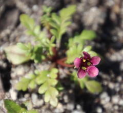 Diascia elongata