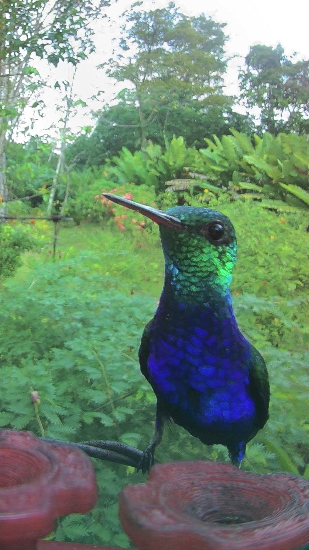 Violet-bellied Hummingbird (Chlorestes julie), photo 7