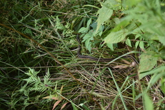 Thamnophis sirtalis semifasciatus