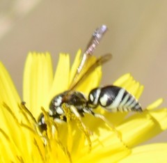 Stenodynerus blandus