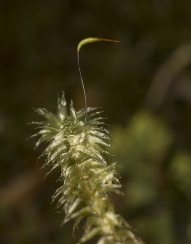 Ptychomnion cygnisetum, 2025-04-09