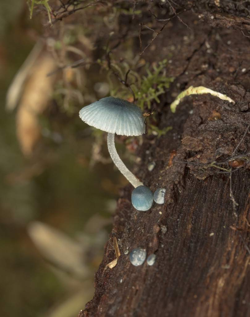 Mycena cyanocephala · April 2025 · photo: © sur_endemico (iNaturalist, cc-by-nc)