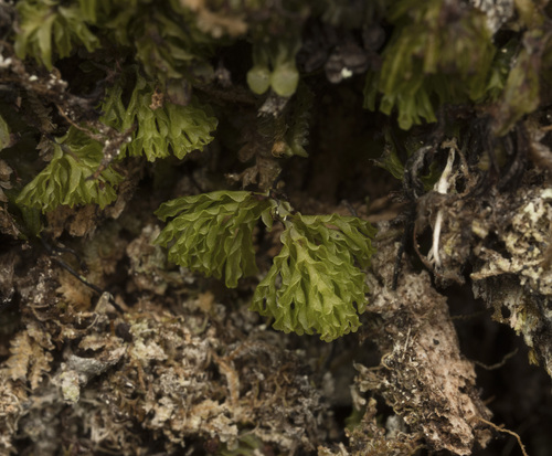 Darwin's Filmy-fern (Hymenophyllum darwinii)
