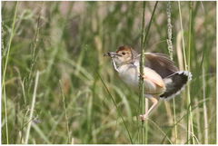 Cisticola marginatus