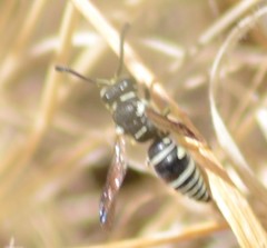 Stenodynerus blandus