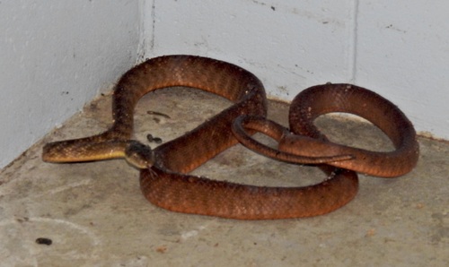 Brown Tree Snake sighting