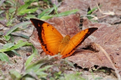 Charaxes