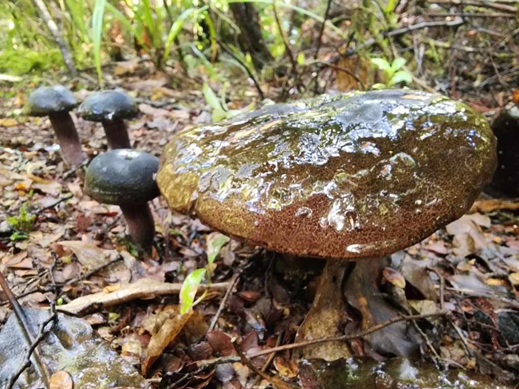 Tylopilus formosus · April 2025 · photo: © nicnation (iNaturalist, cc-by)