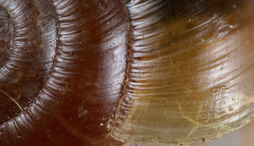 Reddish Aegopinella, photo 5 of 10