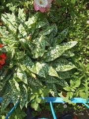 Pulmonaria saccharata