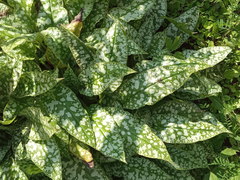 Pulmonaria saccharata