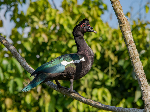 Muscovy Duck