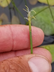 Eleocharis robbinsii