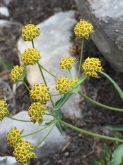 Lomatium triternatum