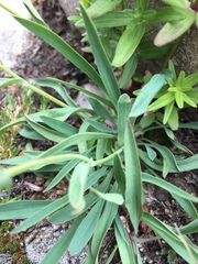 Lomatium triternatum