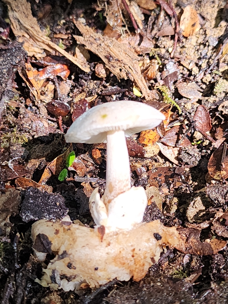 Volvariella surrecta · April 2025 · photo: © nicnation (iNaturalist, cc-by)