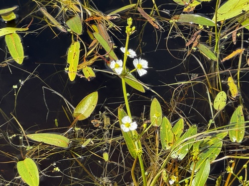 California damsonium (Damasonium californicum)