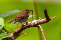 Rufous-Browed Flycatcher photo 3
