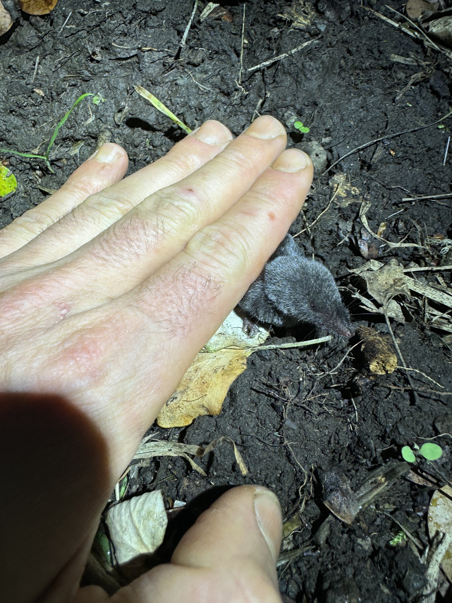 Osgood's Small-Eared Shrew photo 2