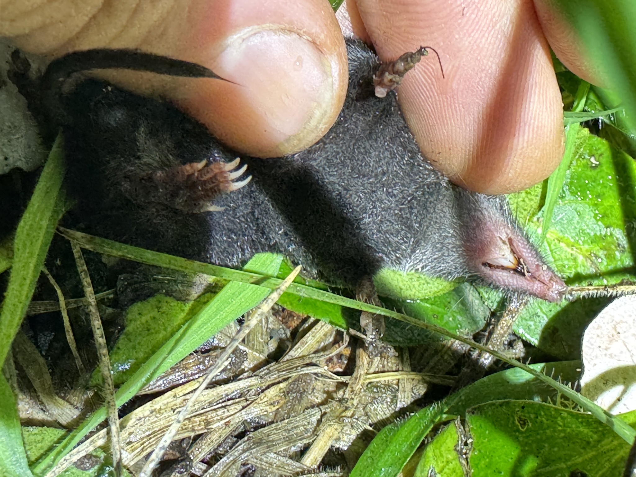 Osgood's Small-Eared Shrew photo 3