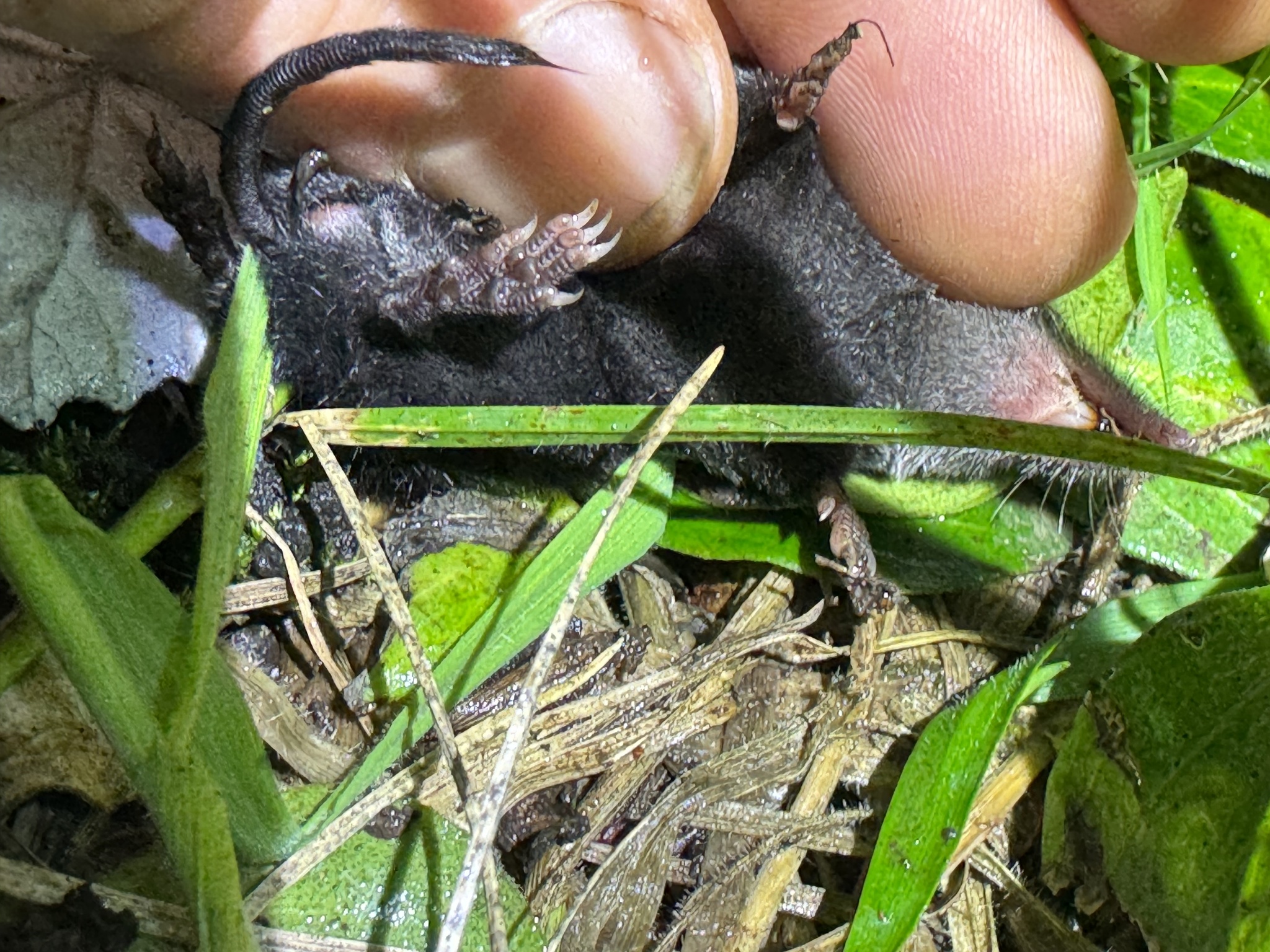 Osgood's Small-Eared Shrew photo 4