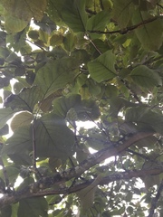 Magnolia acuminata
