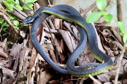 Common Tree Snake sighting