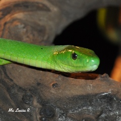 Dendroaspis angusticeps