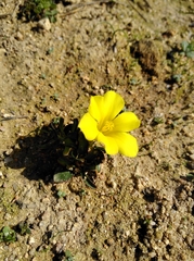 Moraea galaxia