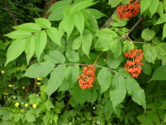 Sambucus racemosa racemosa