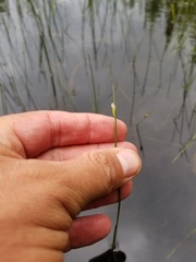 Schoenoplectus subterminalis