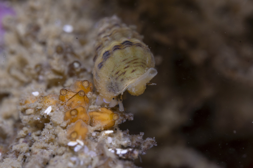Penciled Dove Snail