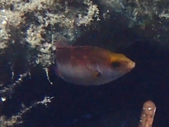 Symphodus mediterraneus