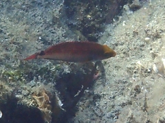 Symphodus mediterraneus