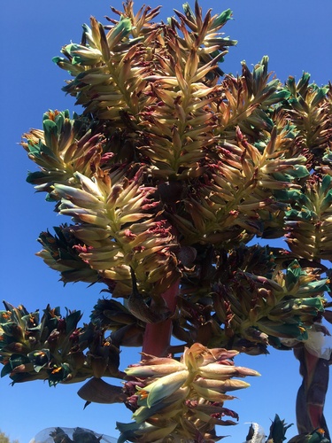 Puya × berteroniana, photograph 4