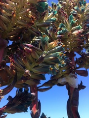 Puya × berteroniana, photograph Gabriela Cartes, CC BY, iNaturalist via GBIF