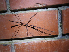 Exocnophila