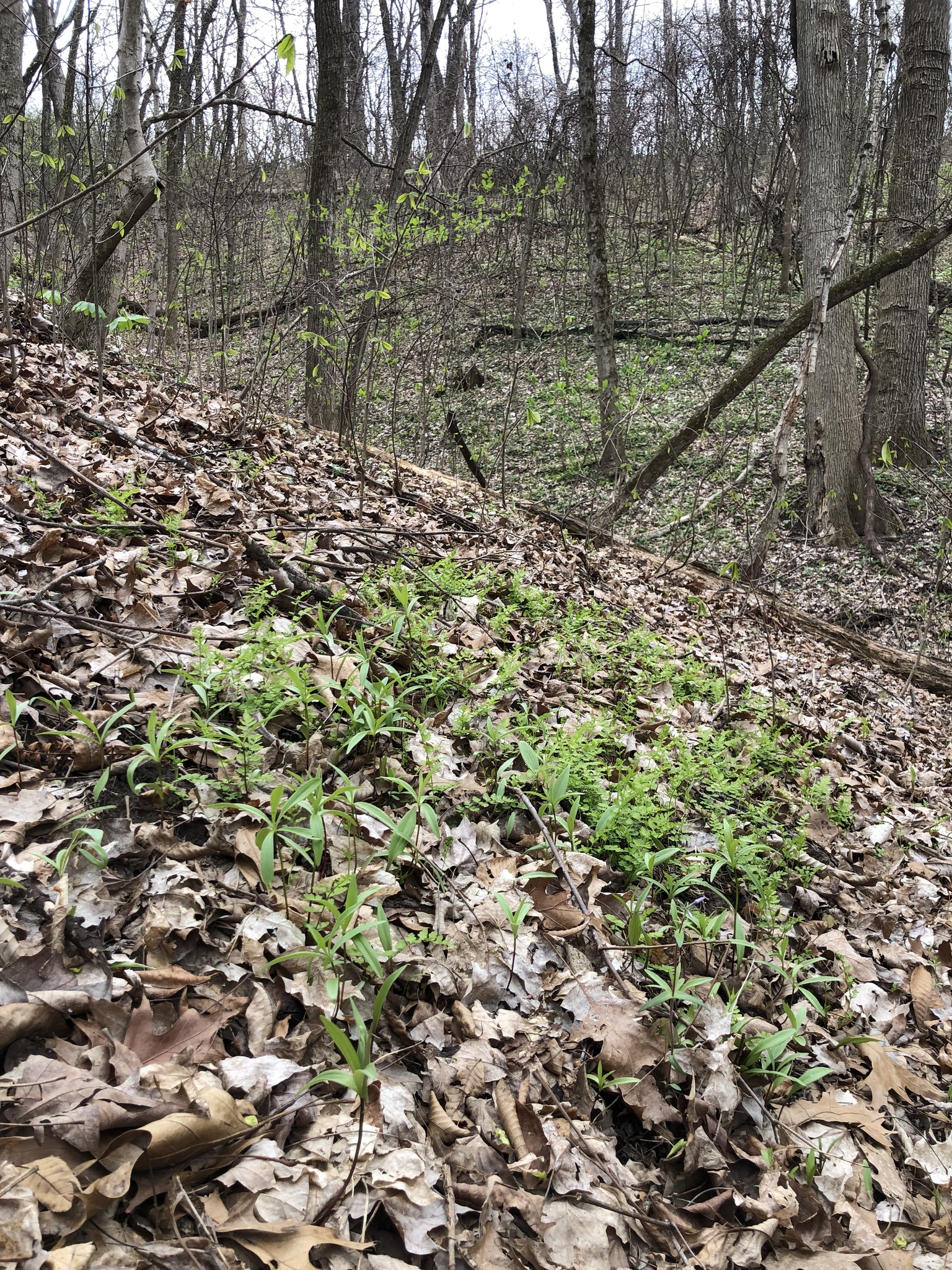 Imagem de Lírio-do-michigan