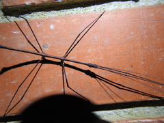 Exocnophila