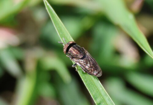 Fluke's Mucksucker photo 2