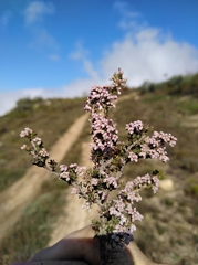 Erica paniculata