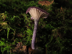 Entoloma callichroum