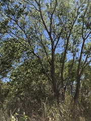 Populus deltoides wislizenii