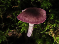 Entoloma callichroum