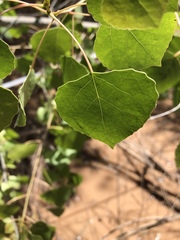 Populus deltoides wislizenii