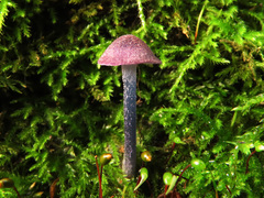 Entoloma callichroum