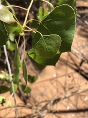 Populus deltoides wislizenii