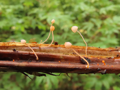 Mycena pterigena
