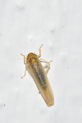 Dalbulus elimatus