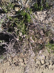Erica paniculata